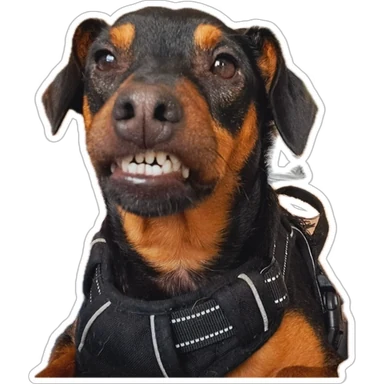 Draco, un perro negro y canela con arnés, enseñando los dientes