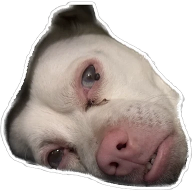Pablo, un perro blanco de nariz rosa, con la cabeza ladeada y cara de sueño